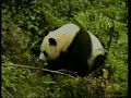 Pandas