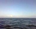 Bruinvis door het IJsselmeer