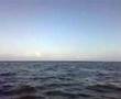 Bruinvis door het IJsselmeer
