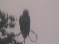 juvenile and mature bald eagles Alaska juvenile and mature bald eagles Alaska