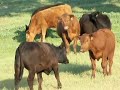 Happy California Cows Happy California Cows