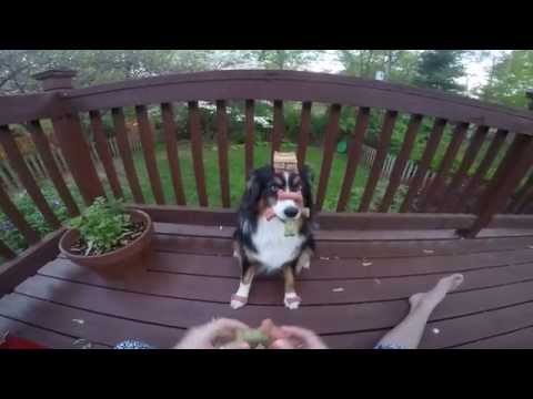 O cão mais guloso do mundo