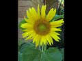 American GOLDFINCH FEEDING AT SUNFLOWERS in Yard