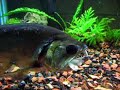 Hydrolycus Armatus on stuffed shrimp Hydrolycus Armatus on stuffed shrimp