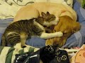 dog and cat love each other