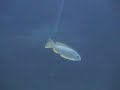 Why cichlids?