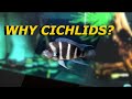 Why cichlids?