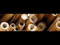 Bees in bee-hotel Bees in bee-hotel