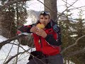 foresta tarvisiano