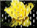 Die Königin der Blumen