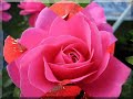 Die Königin der Blumen Die Königin der Blumen