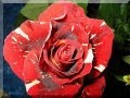 Die Königin der Blumen