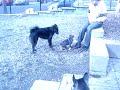 Doobee playing at regrade park Doobee playing at regrade park