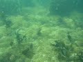 逗子の大崎付近に、イソギンチャクの大群落があります。福浦にサンゴイソギンチャクの群落があって、北限とのことですが、ここのほうがやや北です。イソギンチャクの種類はわかりません。There is the large colony of the tropical sea anemone in the sea of  Kanagawa Japan. Perhaps it is the unknown northern limit of a habitat