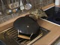 kurzsichtige schildkr�te begegnet wok auf k�chensp�le.

short sighted turtle meets wok on kitchen sink.