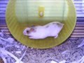 hamsters