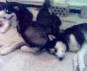 my dogs