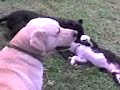 PITBULL JUGANDO ABIGOR  KONAN MATEO