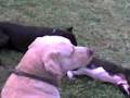 videos de PITBULL JUGANDO ABIGOR Y KONAN