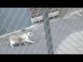 videos de More iMovie cats