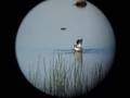 videos de Red necked Phalaropes