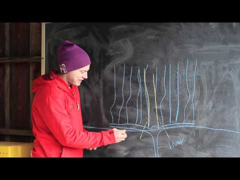 how to trim grape vines