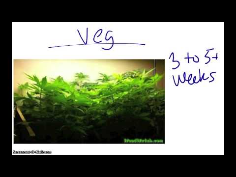 how to grow high quality cannabis