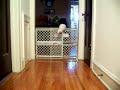Pet Gate Adventurespet Gate Adventures