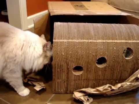 The Original Catpods™ Floppycats.com Product Review 0 The Original Catpods™ Floppycats.com Product Review