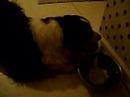 Flash is one lazy dog