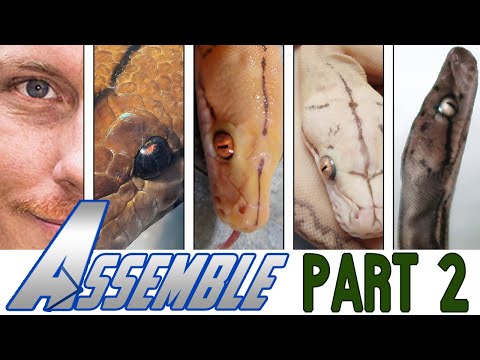 YouTube reptile video