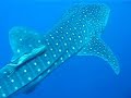 Whale-Shark, requin-bbaleine, UCPA, El Nabaa, 01/2007 Whale-Shark, requin-bbaleine, UCPA, El Nabaa, 01/2007