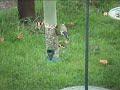 Goldfinch.