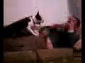 Video from My Phone