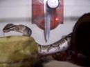 Feeding Our Foster Ball Python Feeding Our Foster Ball Python
