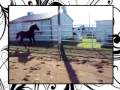 Friesian Sport horse Von Percival