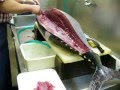 FISH HON MAGURO 44KG sushi bluefin tuna part 1