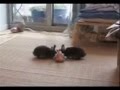 20th Anniversary - Bunny Binky Revisited