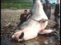 MONSTER SHARK