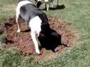 Tres digging a hole Tres digging a hole