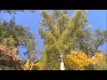 videos de Fall Sunshine In Pier Park