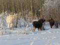 Albino Moose near Kirkland Lake, Ontario