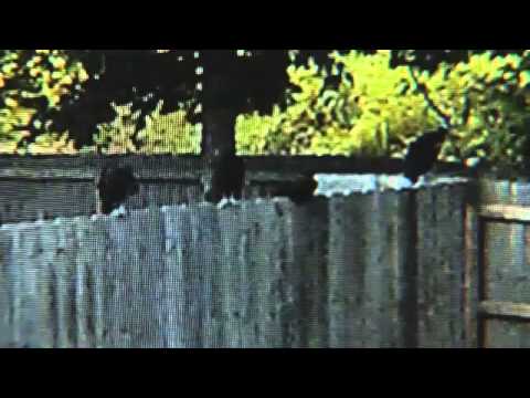 how to get rid of black vultures