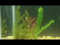 The Fish Tank