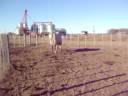 Claudicacion vaca con laminitis cronica