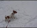 jack russell neve x lucy :)