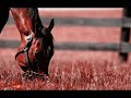 Goffert 369 and Barbaro Tribute - BHP