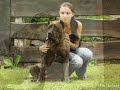 Presa Canario by Rey Gladiador - animation