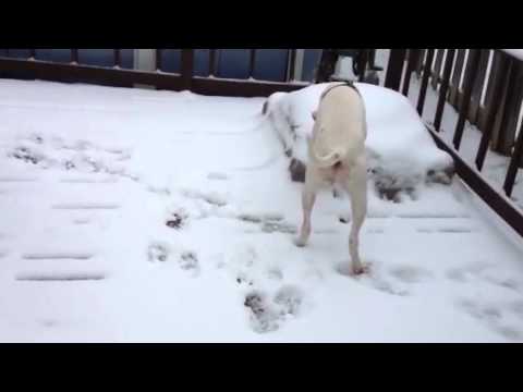 7 dogo argentino