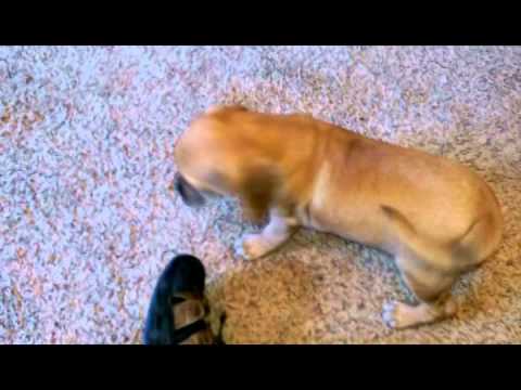 Violet the Puggle puppy playing the puppy room